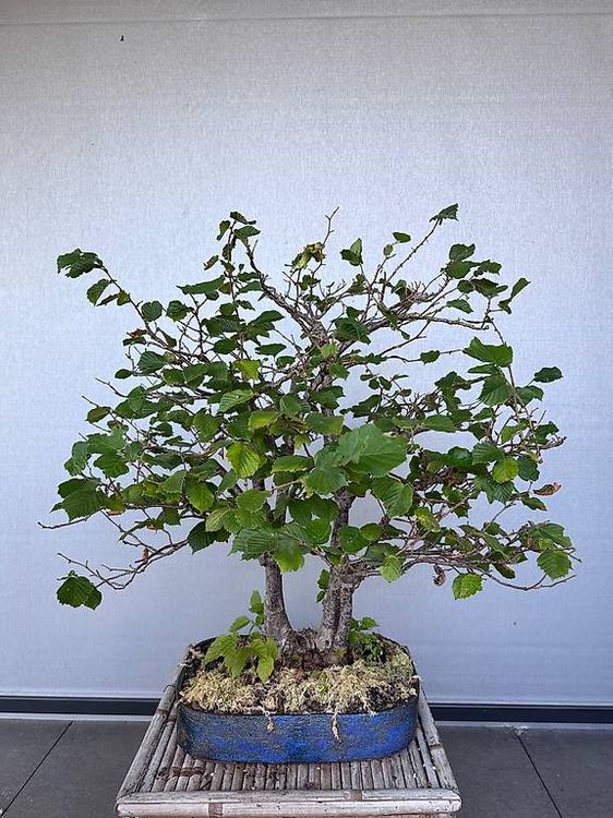 Bonsai Haselnuss (Gebraucht) in Ennetbaden fr CHF 450  nur Abholung auf  Ricardo kaufen