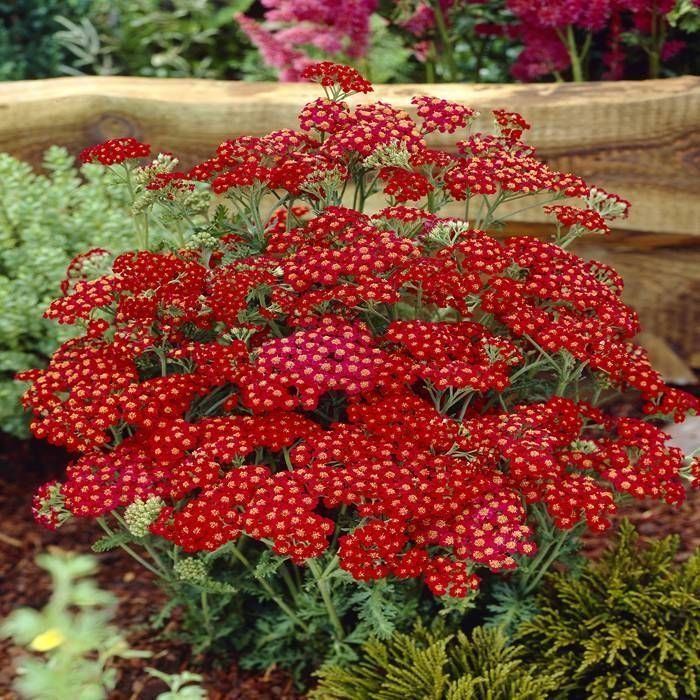 Piante & sementi: Achillée millefeuille rouge  3 PLANTES – Nuovo (secondo la descrizione) da Bremblens venduto da FIBONACCI369