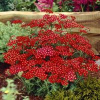 Achillée millefeuille rouge  3 PLANTES