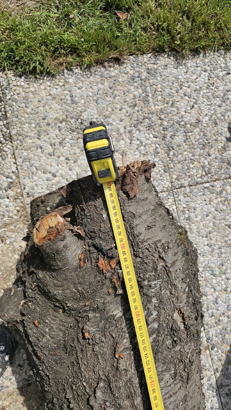 Articoli in legno: Kirsche Baumstamm – Usato da Ebikon venduto da Mmoe 6