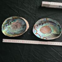 Abalohne, Seeohrschnecke, 2Stk