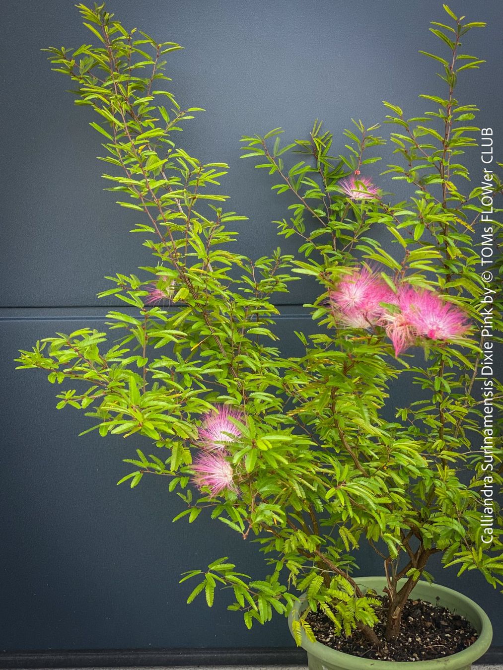 Piante & sementi: Calliandra Surinamensis Dixie Pink - sehr stark duftend – Nuovo e nell'imballaggio originale da Adliswil venduto da astom369 2