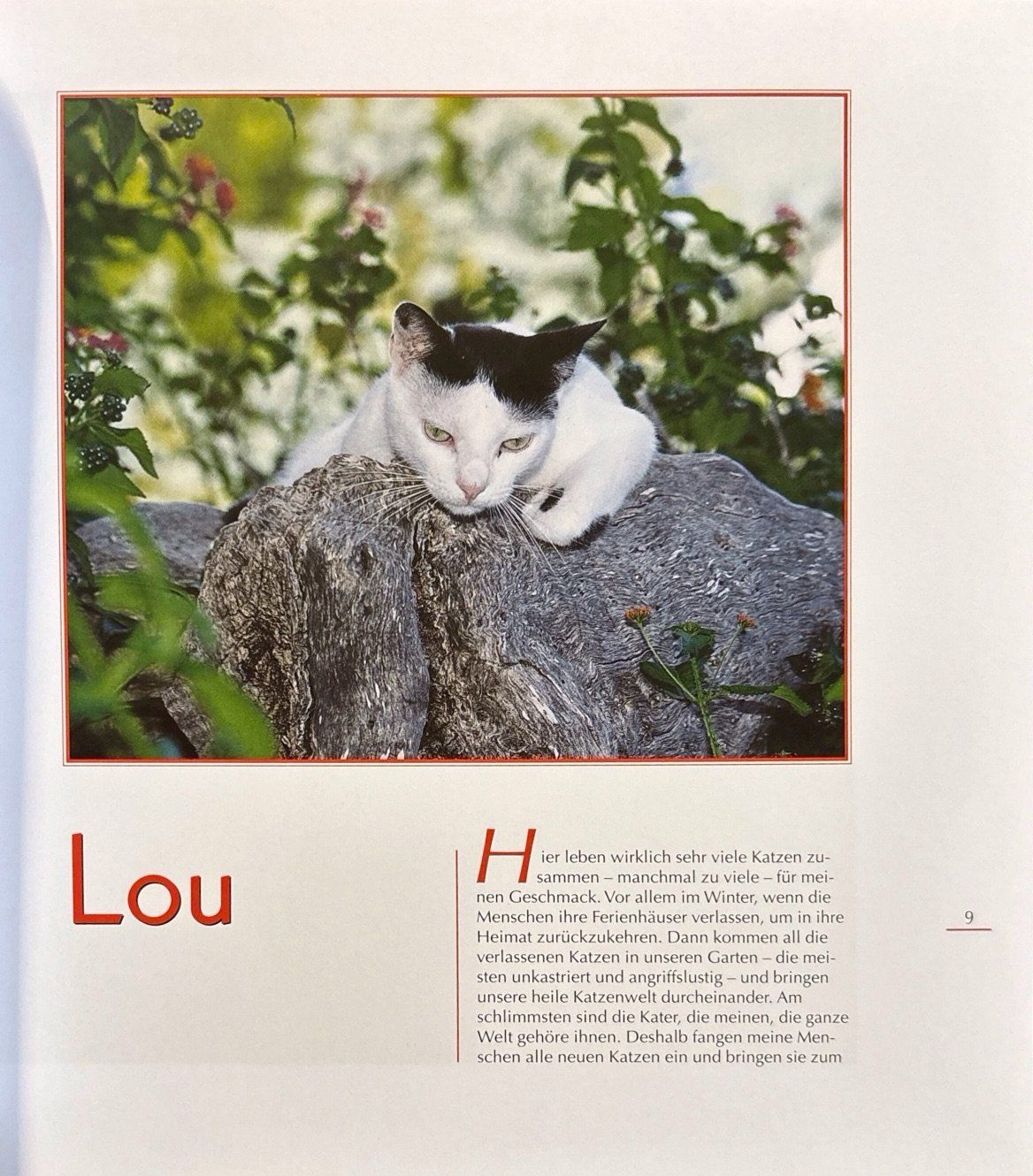 Libri: Kater Isidor und seine Katzen – Nuovo (secondo la descrizione) da Sarnen venduto da Livres 5