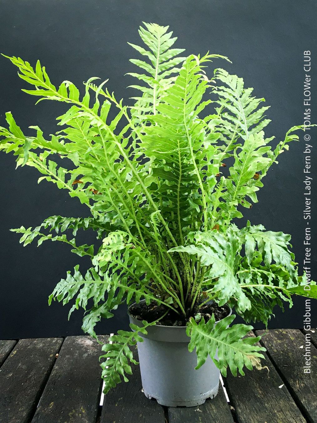 Pflanzen & Samen: Blechnum Gibbum 'Silver Lady' - Zwerg-Baumfarn – Neu und originalverpackt aus Adliswil von TAKEYOURPLANT 2