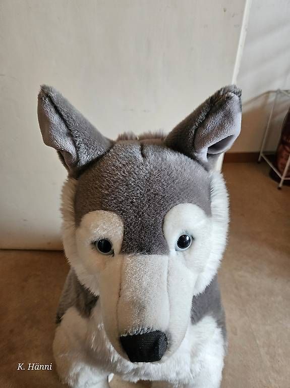Spielzeuge: Plüsch-Husky – Gebraucht aus Berikon von kat_bxc6 2