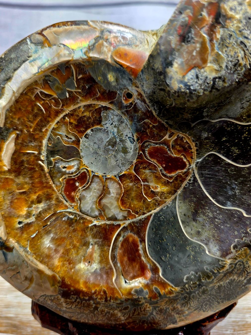 Fossilien: Ammonit 965g – Neu und originalverpackt aus Matzingen von Shay_Crystalz 1
