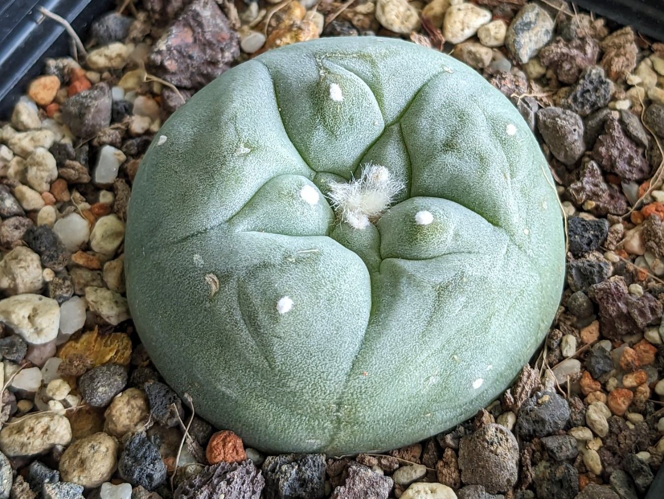 Plantes & graines: Lophophora diffusa – D'occasion à Vuisternens-Romont par