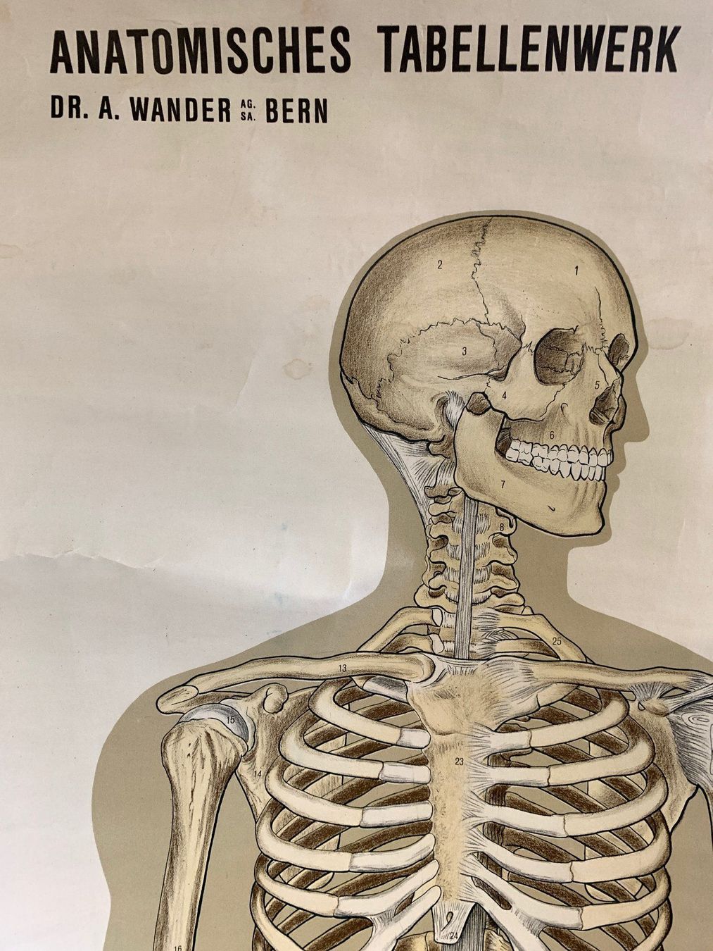 Foto & Immagini: Anatomisches Tabellenwerk Skelett – Usato da Ottikon venduto da Hogdog 1
