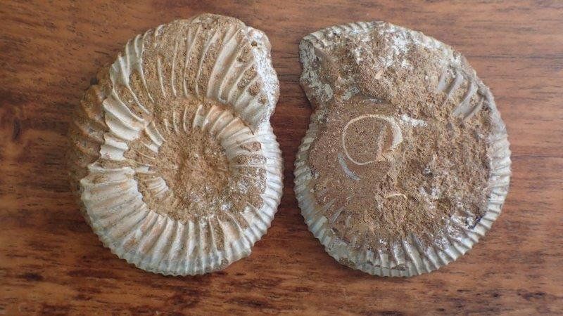 Fossili: Ammonit gesägt und poliert Madagaskar – Usato da Rickenbach BL venduto da Oktober68 5