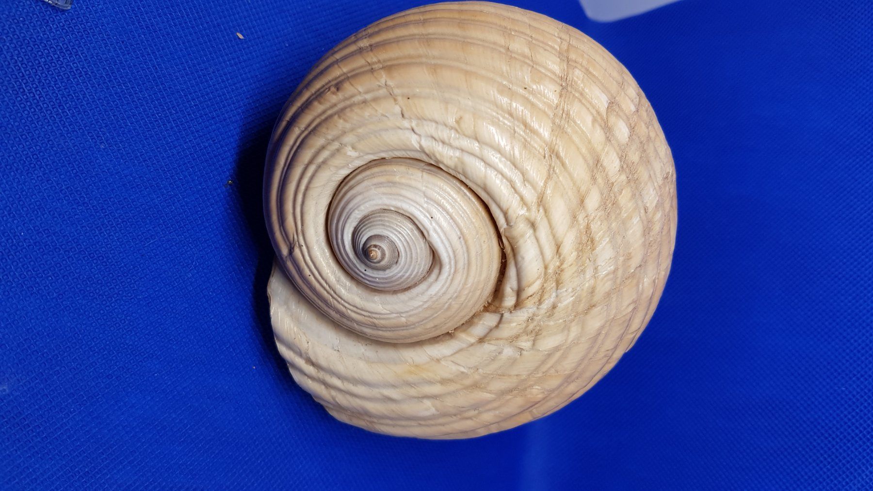 Fossili: Riese Muscheln – Usato da Zürich venduto da Hamaster 6