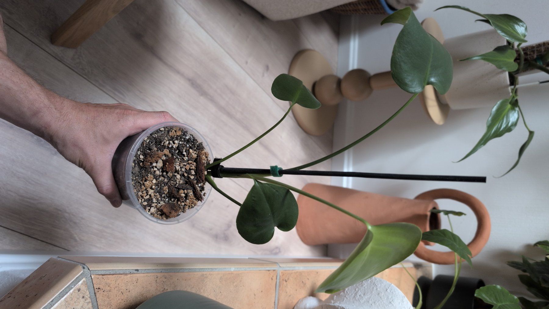 Pflanzen & Samen: Monstera Deliciosa 40cm – Neu (gemäss Beschreibung) aus Monnaz von dan_9287 1
