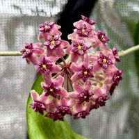 Hoya cinnamomifolia var. purpureofusca (neu Macrophylla)✨