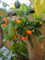 "Scotch Bonnet" Chili Nr.5 Samen