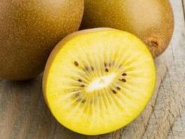 Kiwi jaune à chair jaune Minkigold (5x15-20cm femelle )