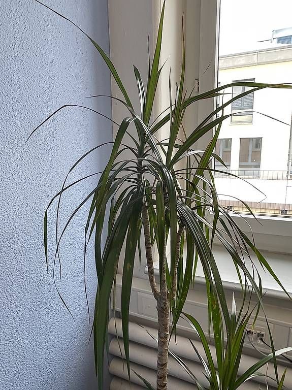 Plantes & graines: Grosser Drachenbaum mit Topf – D'occasion à Niederhasli par MT660 2