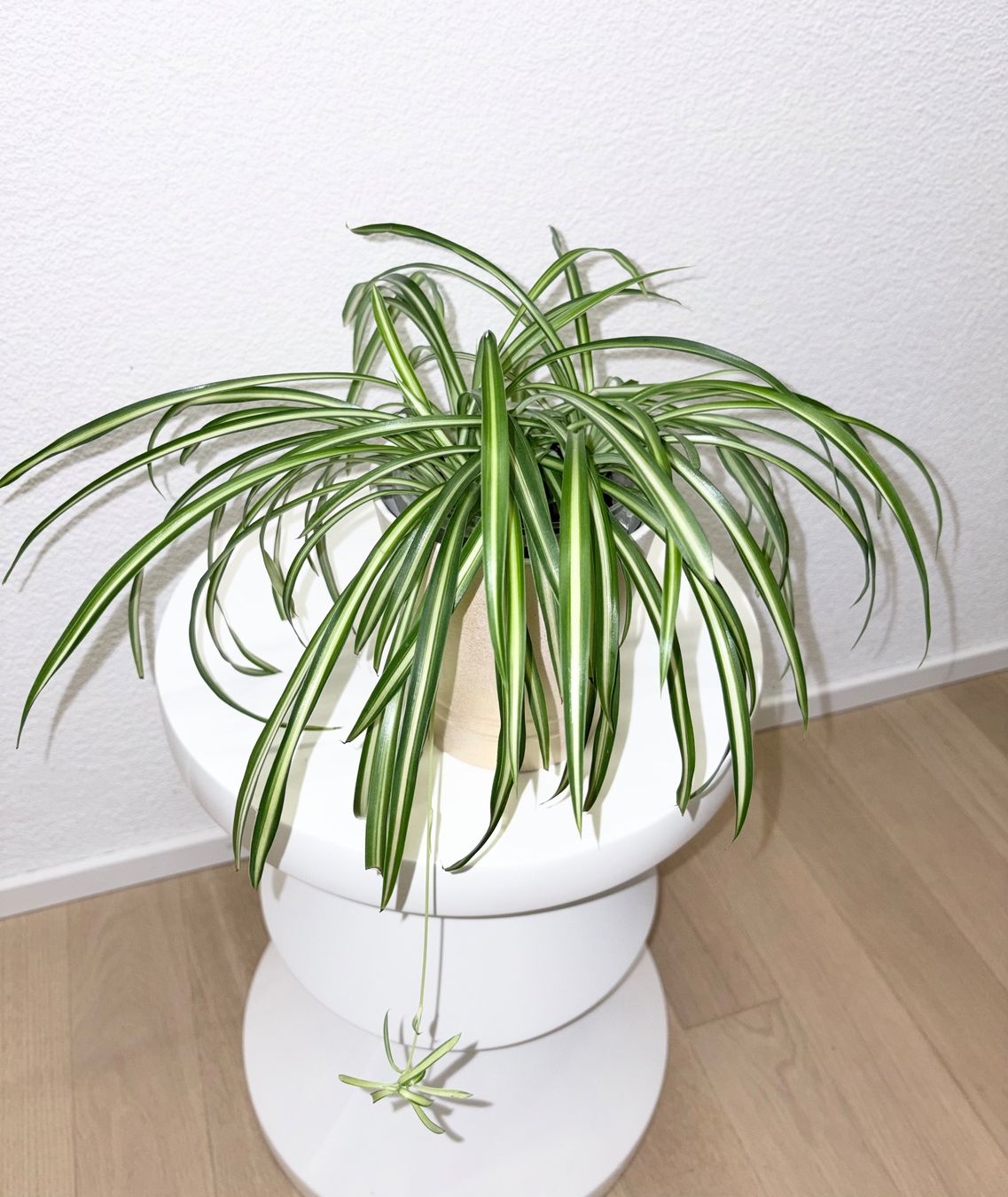 Piante & sementi: Spider plant & ceramic cache pot – Usato da Kilchberg ZH venduto da malibubeach 1