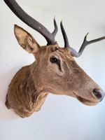 Imposante Hirschtrophäe – präparierter Jagdtrophäe m. Geweih