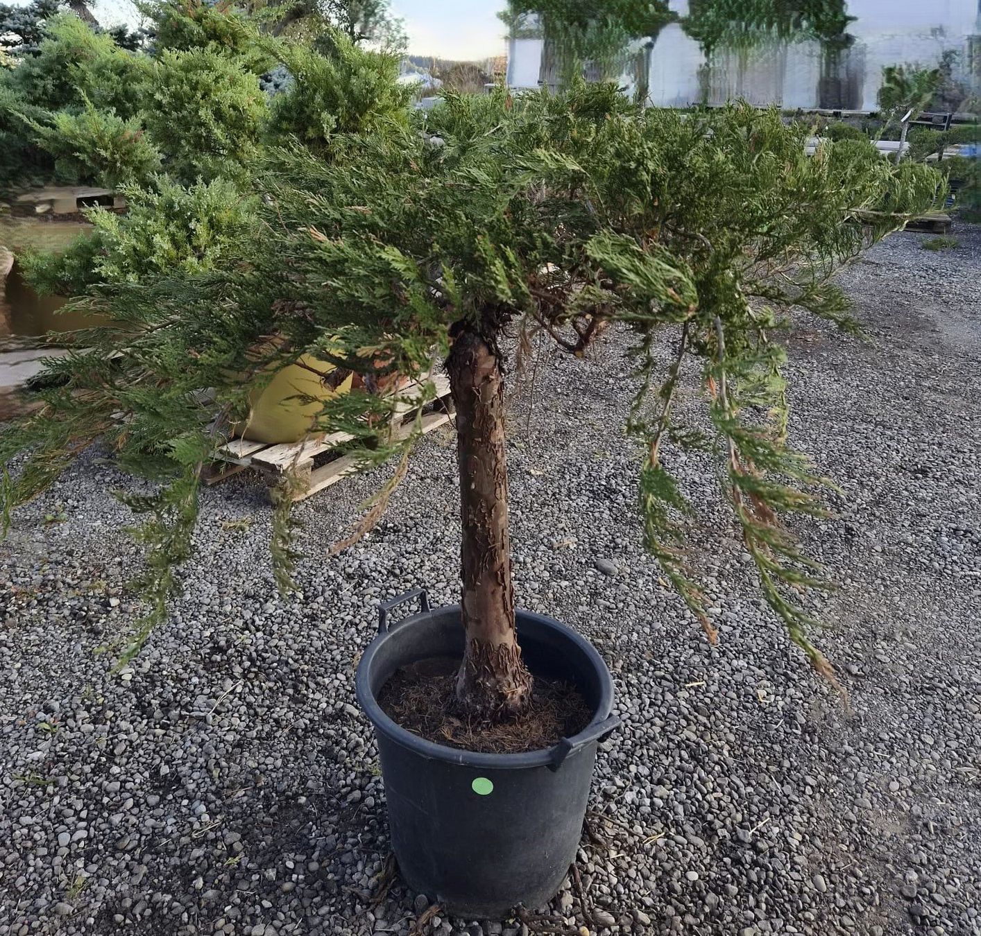 Piante & sementi: Juniperus ‘Mint Julep’ – Usato da Forch venduto da WeberC