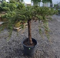 Juniperus ‘Mint Julep’