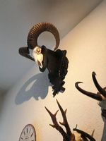 Kapitaler Mufflon
