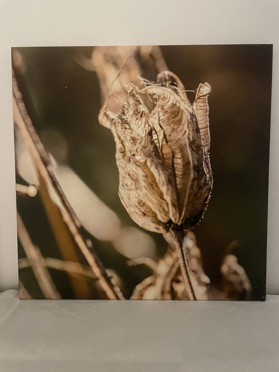 Foto & Immagini: 2 Bilder auf Leinwand – Usato da Richterswil venduto da Wildampfer 3