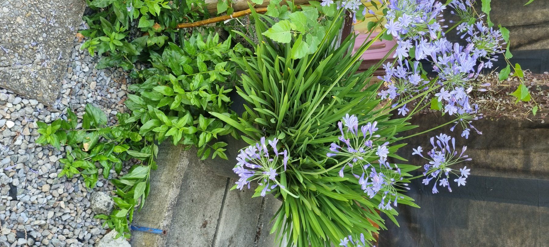 Plantes & graines: Agapanthus ist blau – D'occasion à egliswil par Maggy6 4