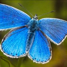 Profile image of Plebejus