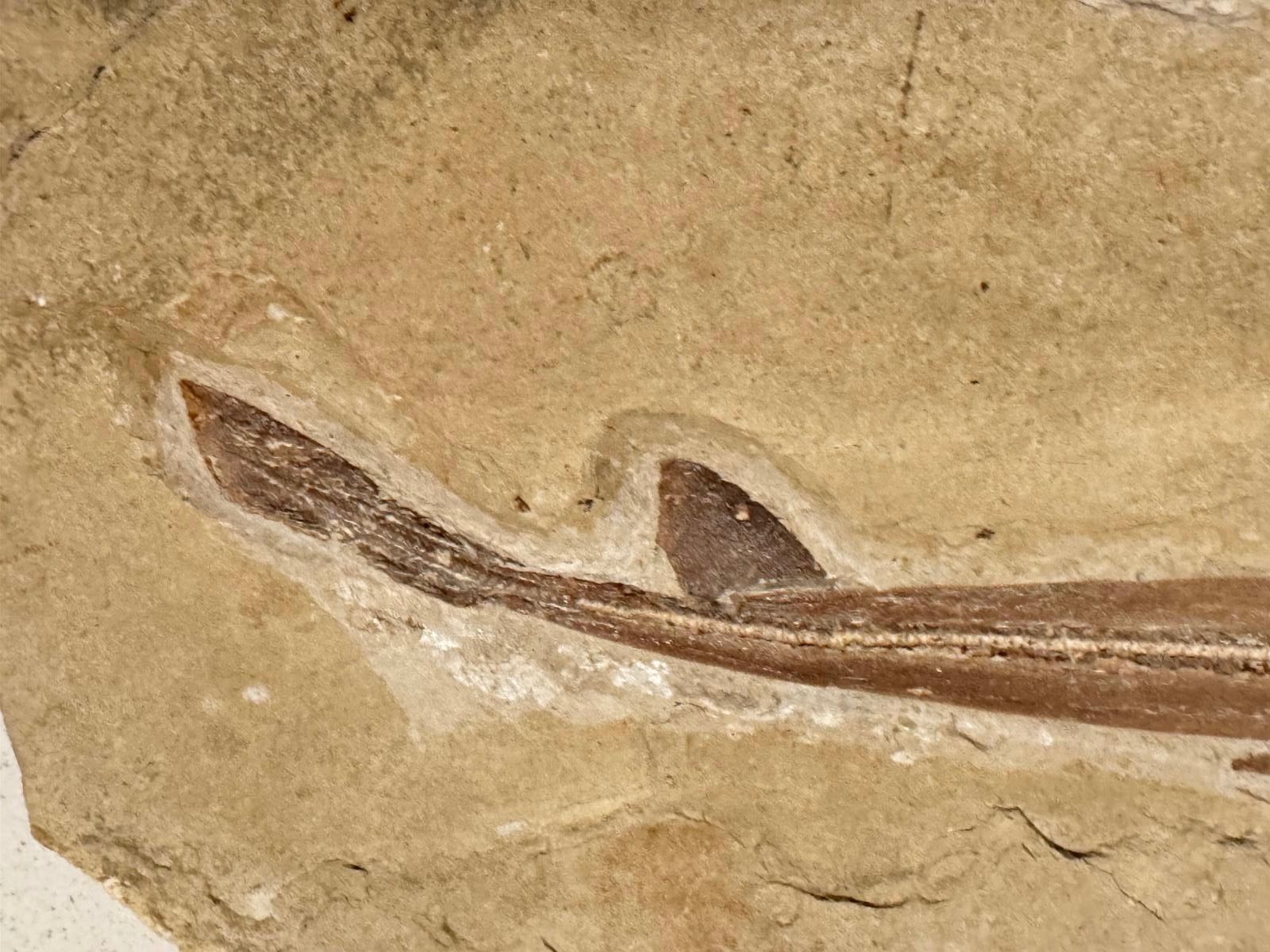 Fossili: Fossil - Rinobatus maronita – Usato da Biel/Bienne venduto da nimmes 1