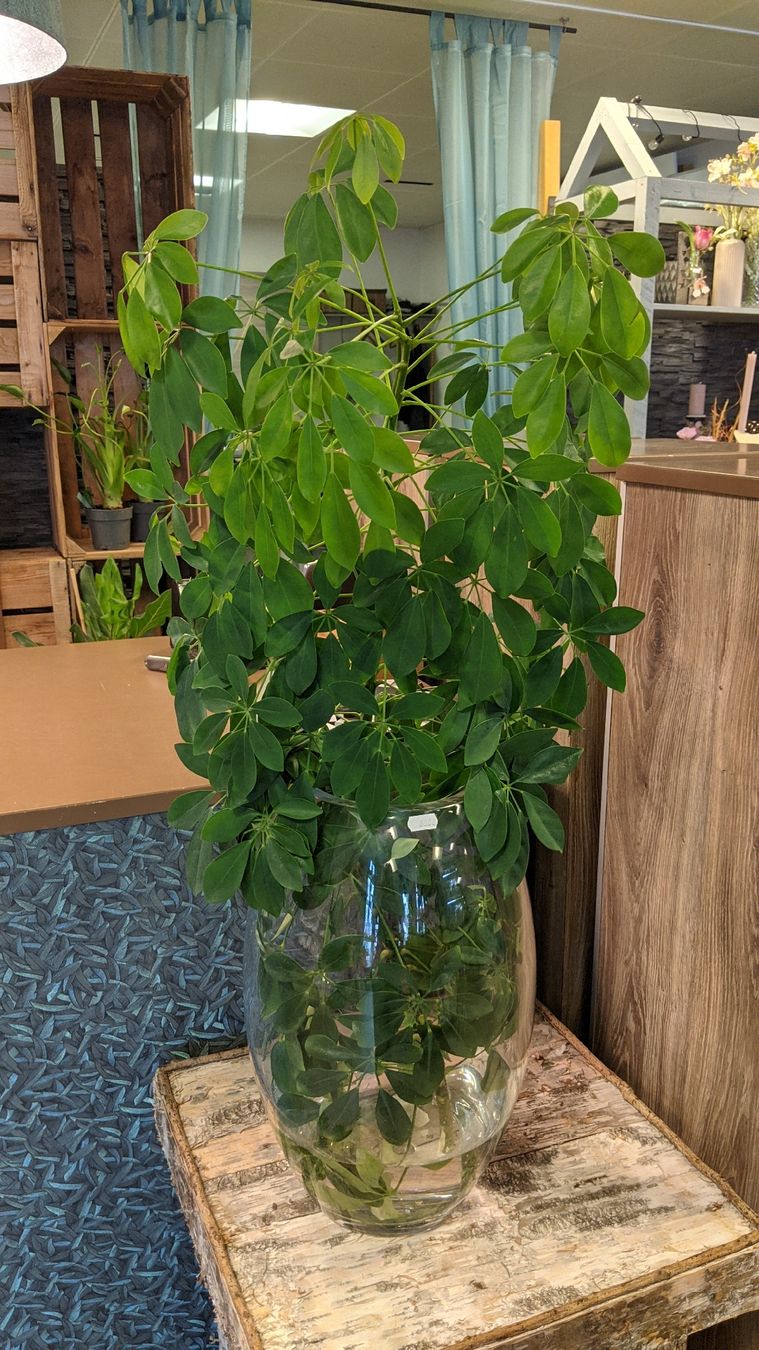 Piante & sementi: Steckling - Schefflera arboricola – Nuovo (secondo la descrizione) da Rüti ZH venduto da kunstreich_8630 1
