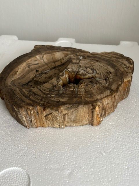 Fossili: Versteinertes Holz – Usato da Herisau venduto da wol_ndx2 3