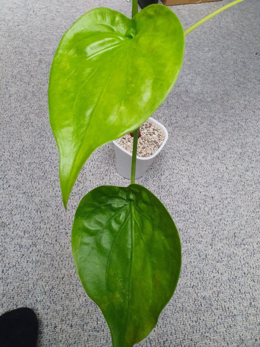 Plantes & graines: Alocasia Cucullata Aurea – D'occasion à Erlinsbach SO par Lea030 5
