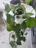 Zimmerpflanze Epipremnum aureum, guter Zustand