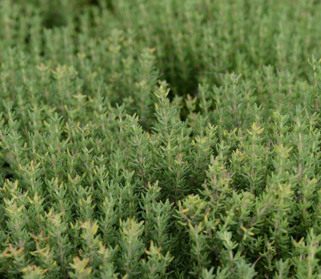 Piante & sementi: Plants de thym bio a replanter – Nuovo e nell'imballaggio originale da MARLY venduto da AISLEE