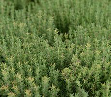 Plants de thym bio a replanter