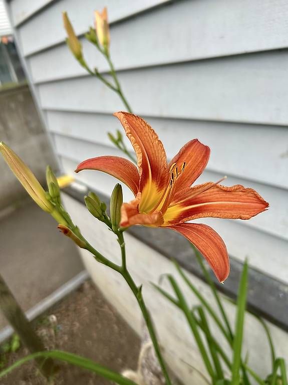 Blumentöpfe: 6 Blumen im Tontopf  – Gebraucht aus Frauenfeld von ire_q29k 1