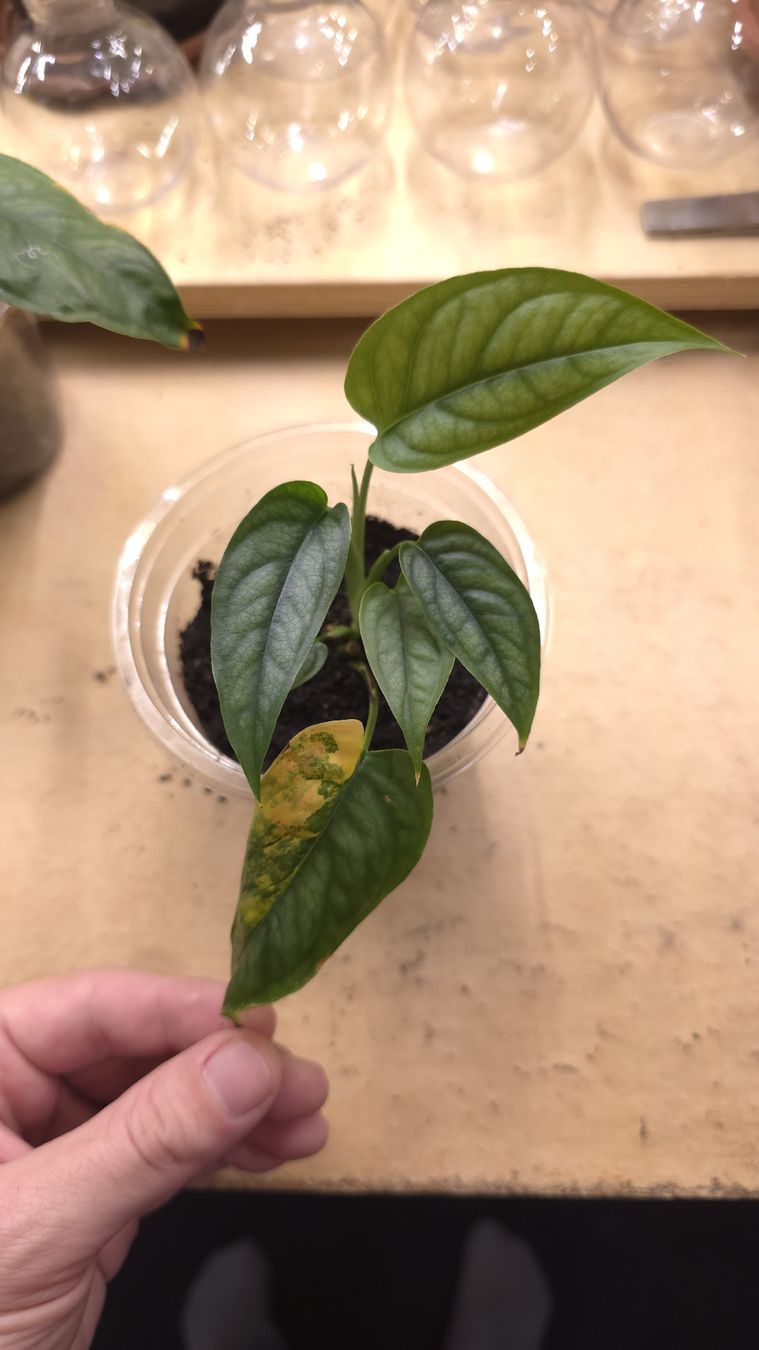 Piante & sementi: Monstera Siltepecana "gène Aurea Variegata " – Nuovo (secondo la descrizione) da Neyruz FR venduto da bry_2dg9