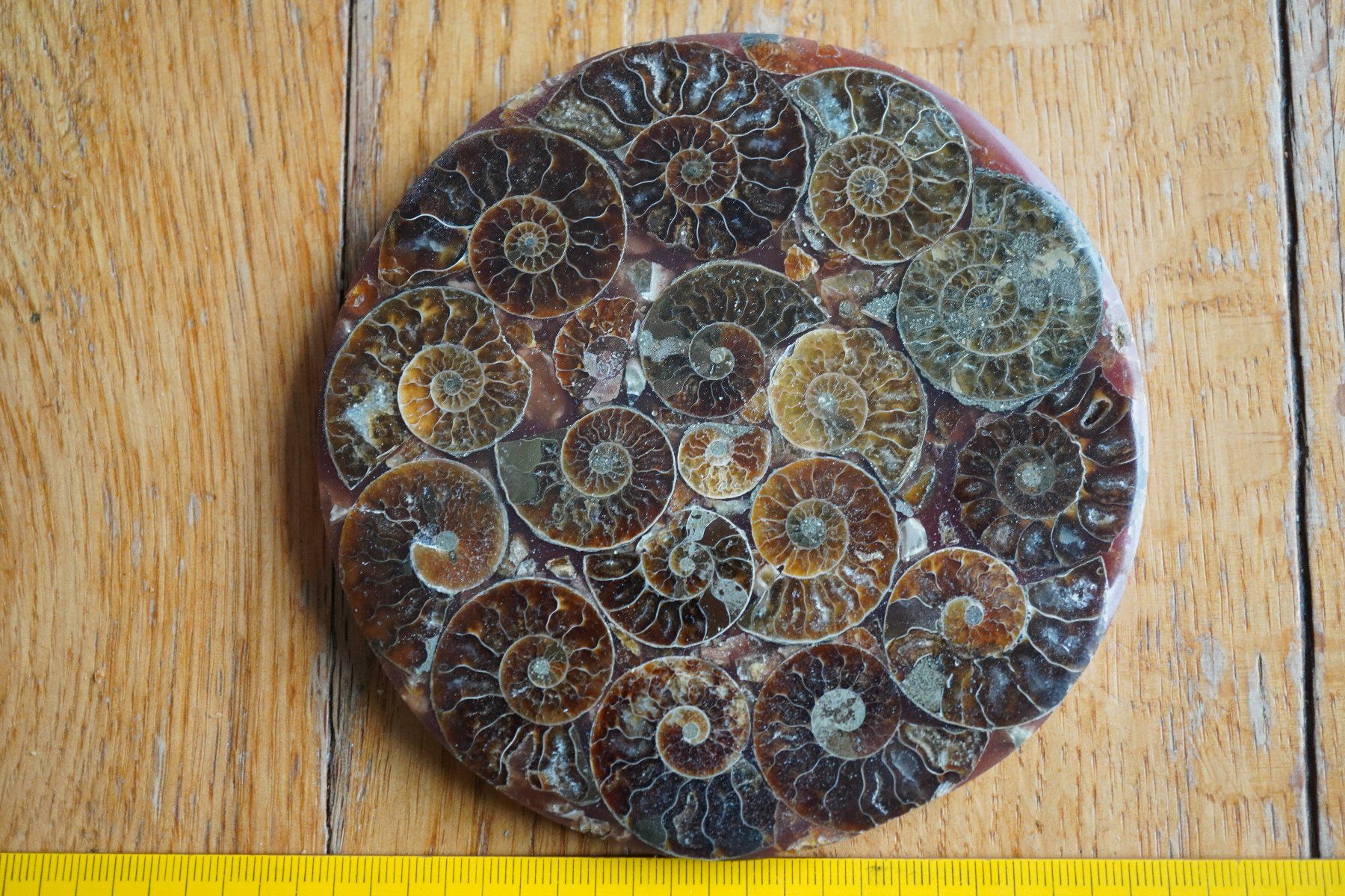 Fossili: Ammonit  Platte      Sammlerstück  ca 11cm  Diverse – Nuovo e nell'imballaggio originale da Eschenbach SG venduto da craniums 3