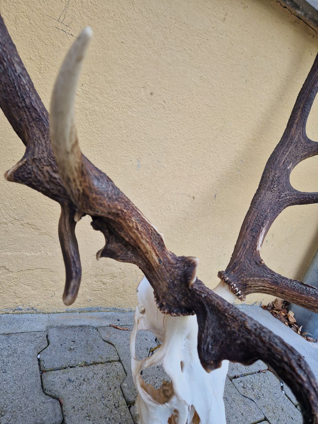 Sonstiges zum Sammeln & Seltenes: Hirsch geweih – Gebraucht aus Wetzikon ZH von Hella73 3