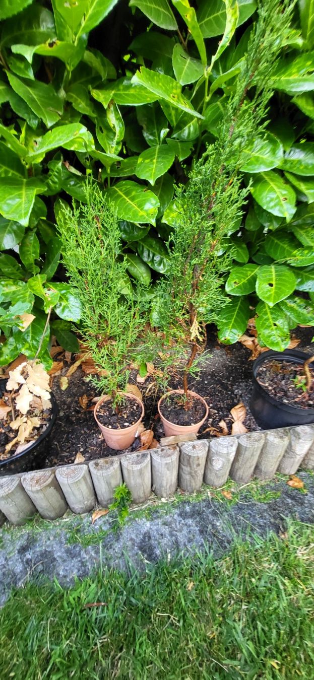 Plantes & graines: Zypresse, winterhart, Garten, Frühling – D'occasion à Wabern par Huki1946 2