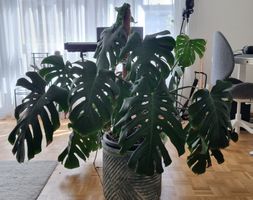 Grosse Monstera Deliciosa Zimmerpflanze in schönem Topf