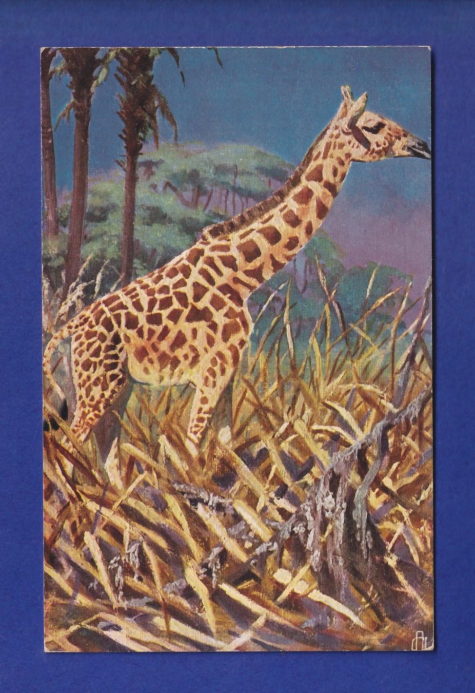 Cartes postales: GIRAFE – D'occasion à Pully par nicecards-shop