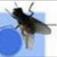 Profile image of flies