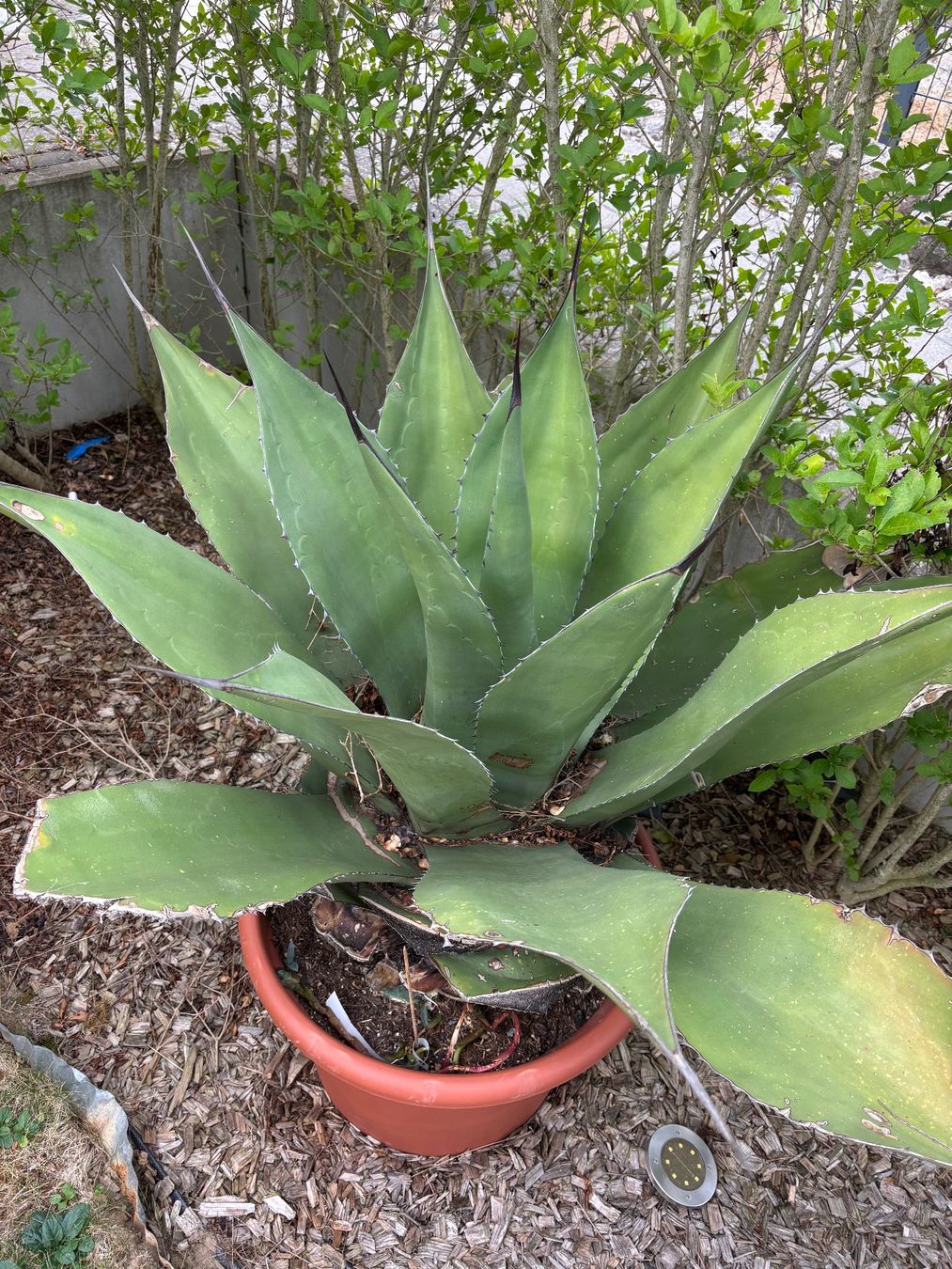 Pflanzen & Samen: Agave – Gebraucht aus Veltheim AG von sunneli_29 1
