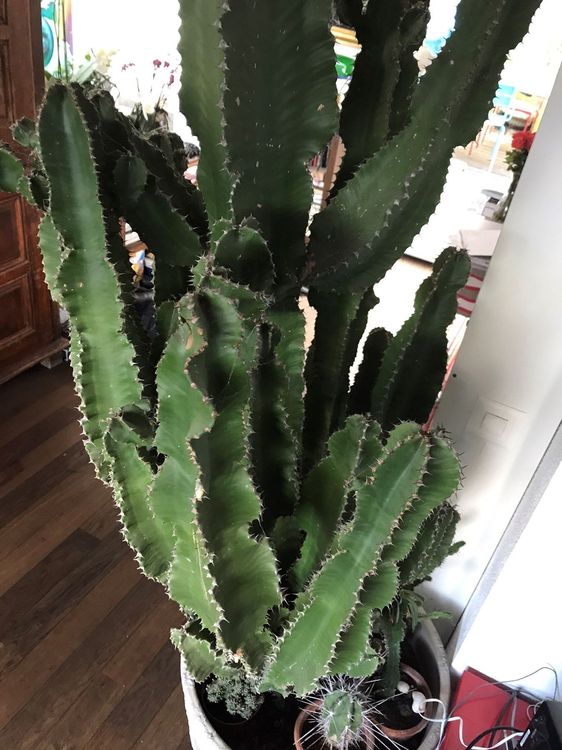 Grosse Kaktus im Topf