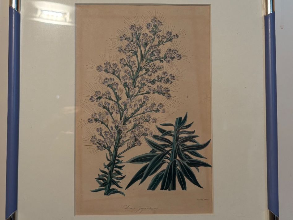 Poster & Bilder: Blumenbild mit bemalten Weissgold-Rahmen – Gebraucht aus Zürich von wasudami 1