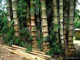 BAMBOU GEANT (Dendrocalamus strictus) 15