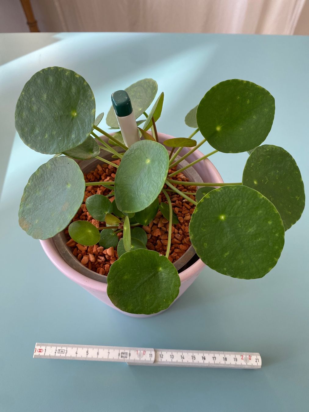 Piante & sementi: Dollar-Pflanze/ Geldbaum/ Pilea mit Nachwuchs – Nuovo (secondo la descrizione) da Zürich venduto da echt01 1