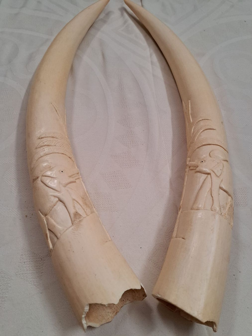 Il mondo degli animali: Paire de défenses d'éléphant sculptées – Usato da Chexbres venduto da sai_wt58 2