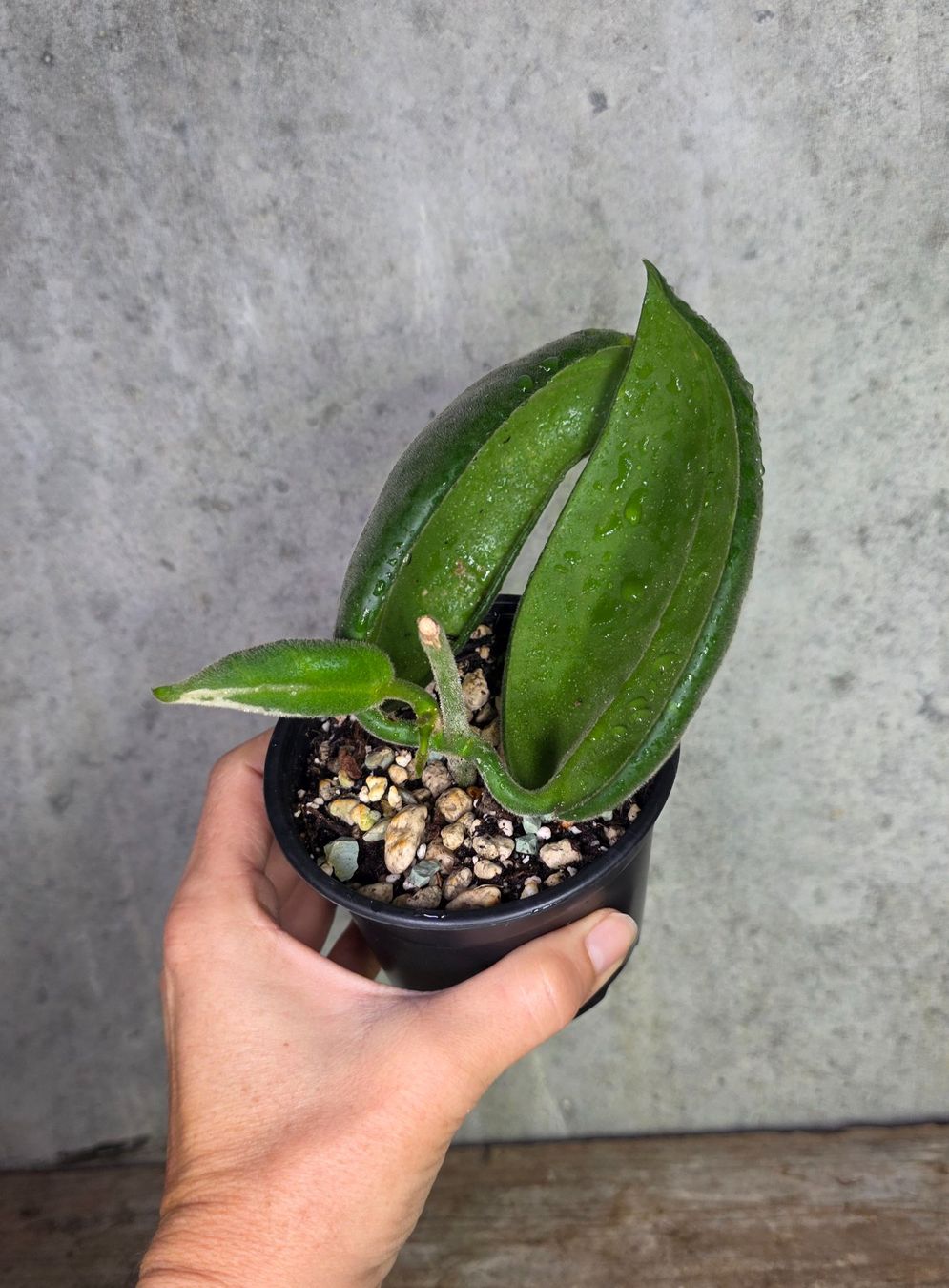 Pflanzen & Samen: Hoya calycina Stargazer – Neu (gemäss Beschreibung) aus St.Erhard von Plumilandschweiz 4
