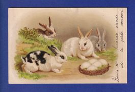 LAPIN